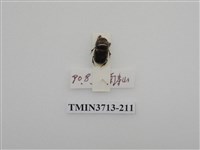 藏品(金龜子科)的圖片